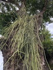 Rhipsalis lindbergiana