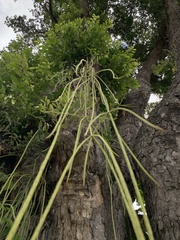 Rhipsalis lindbergiana