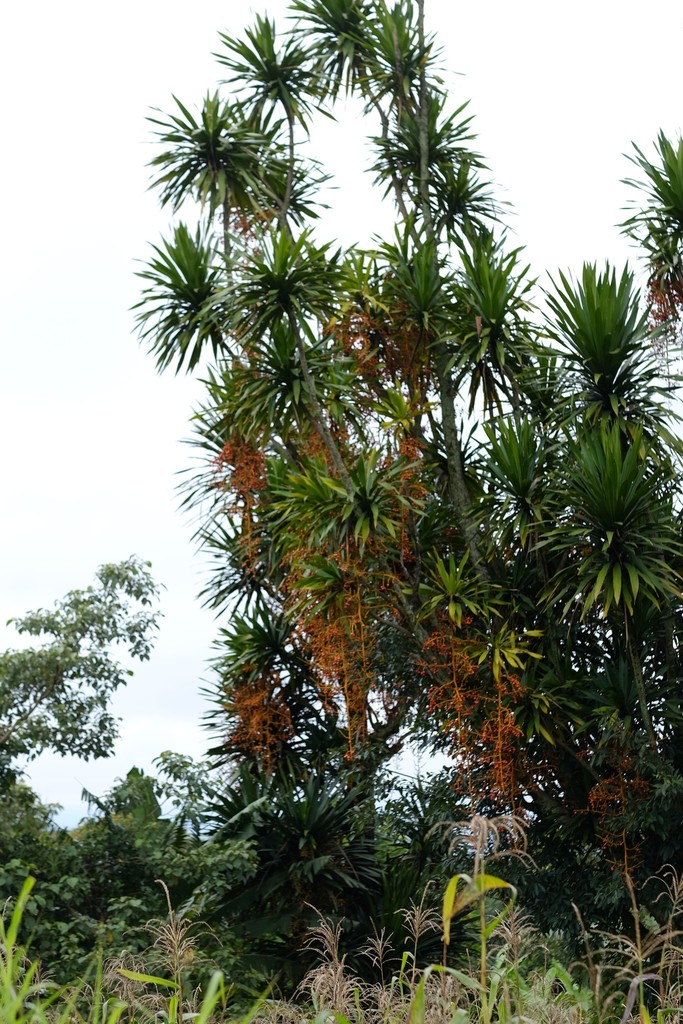 African Dragon Tree (Dracaena arborea)  iNaturalist