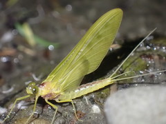 Ameletopsis perscitus