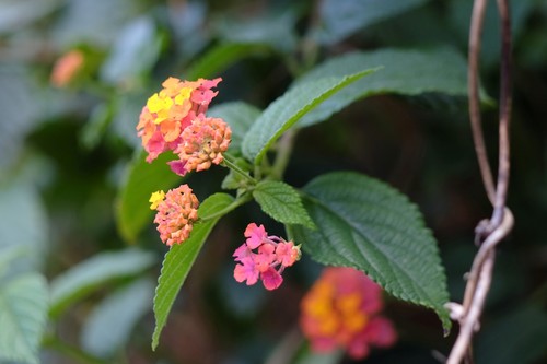 common lantana