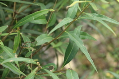Notelaea microcarpa
