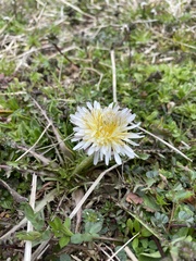 Taraxacum albidum