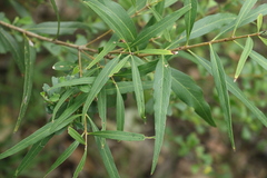 Notelaea microcarpa
