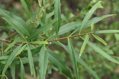 Notelaea microcarpa