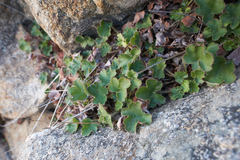 Heuchera brevistaminea