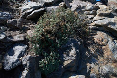 Ericameria cuneata macrocephala
