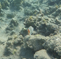 Chaetodon paucifasciatus