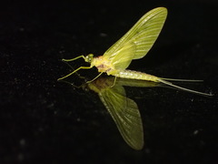 Ameletopsis perscitus