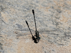 Hemigomphus theischingeri