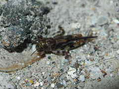 Tridactylidae