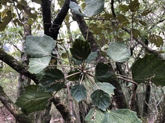 Sinopanax formosanus