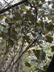 Sinopanax formosanus
