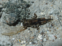 Tridactylidae