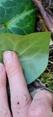 Asarum marmoratum