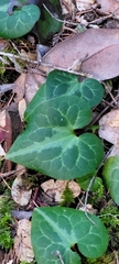 Asarum marmoratum