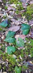 Asarum marmoratum