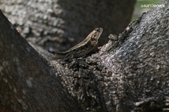 Sceloporus albiventris