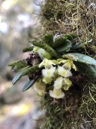 Gastrochilus