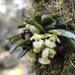 Gastrochilus - Photo (c) JODY HSIEH, some rights reserved (CC BY-NC), uploaded by JODY HSIEH