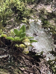 Gastrochilus rantabunensis