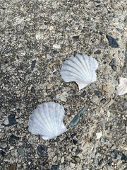 Pecten albicans
