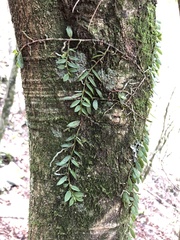 Gastrochilus formosanus