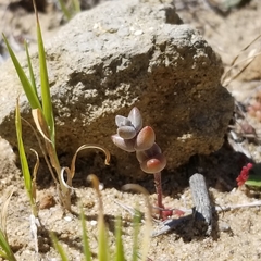 Dudleya brevifolia