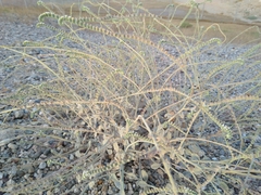 Heliotropium calcareum