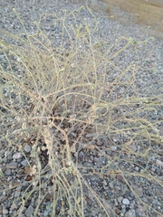 Heliotropium calcareum