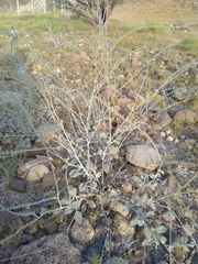 Heliotropium calcareum