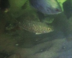 Siganus spinus