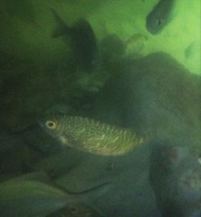 Siganus spinus