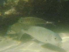 Siganus spinus