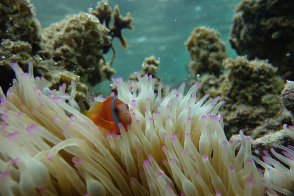 black anemonefish