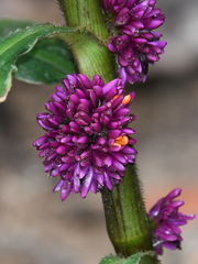 Amischotolype hispida