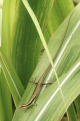Emoia cyanogaster