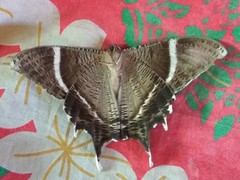 Lyssa curvata