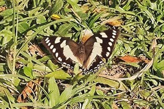 Polyura sacco