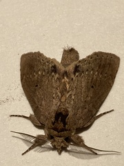 Malocampa matralis