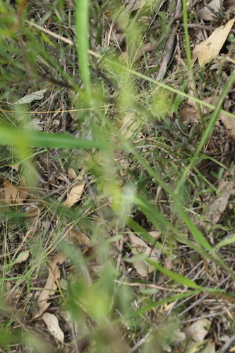 Image of Denhamia cunninghamii by (c) Greg Tasney, some rights reserved (CC BY-SA)