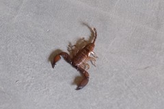 Liocheles
