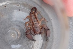 Liocheles
