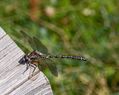 Austroaeschna hardyi