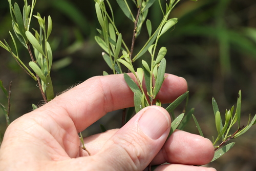Image of Denhamia cunninghamii by (c) Greg Tasney, some rights reserved (CC BY-SA)