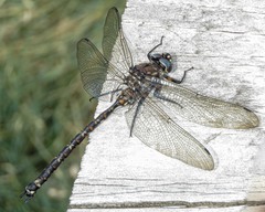 Austroaeschna hardyi