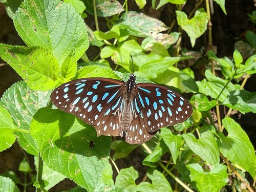 Australian blue tiger