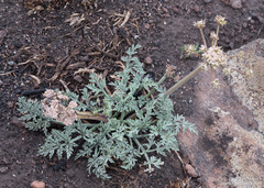 Lomatium nevadense nevadense