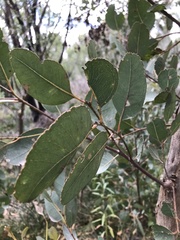 Eucalyptus cosmophylla
