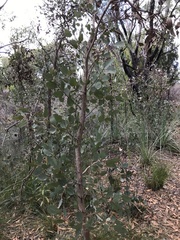 Eucalyptus cosmophylla